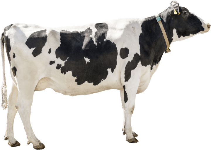 energiedefizite rind freisteller energiedefizite rind freisteller